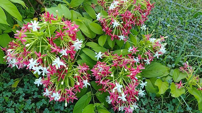 Flowering Vines That Climb Beautifully in Florida Heat 13 Rangoon Creeper