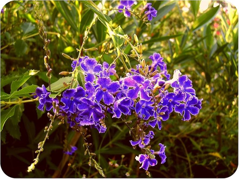 Duranta