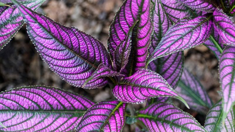 Foliage Plants That Bring Bold Color to Florida Gardens Year-Round 8 Persian Shield