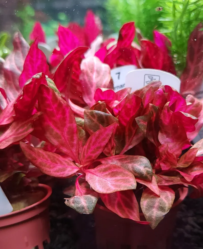 Alternanthera