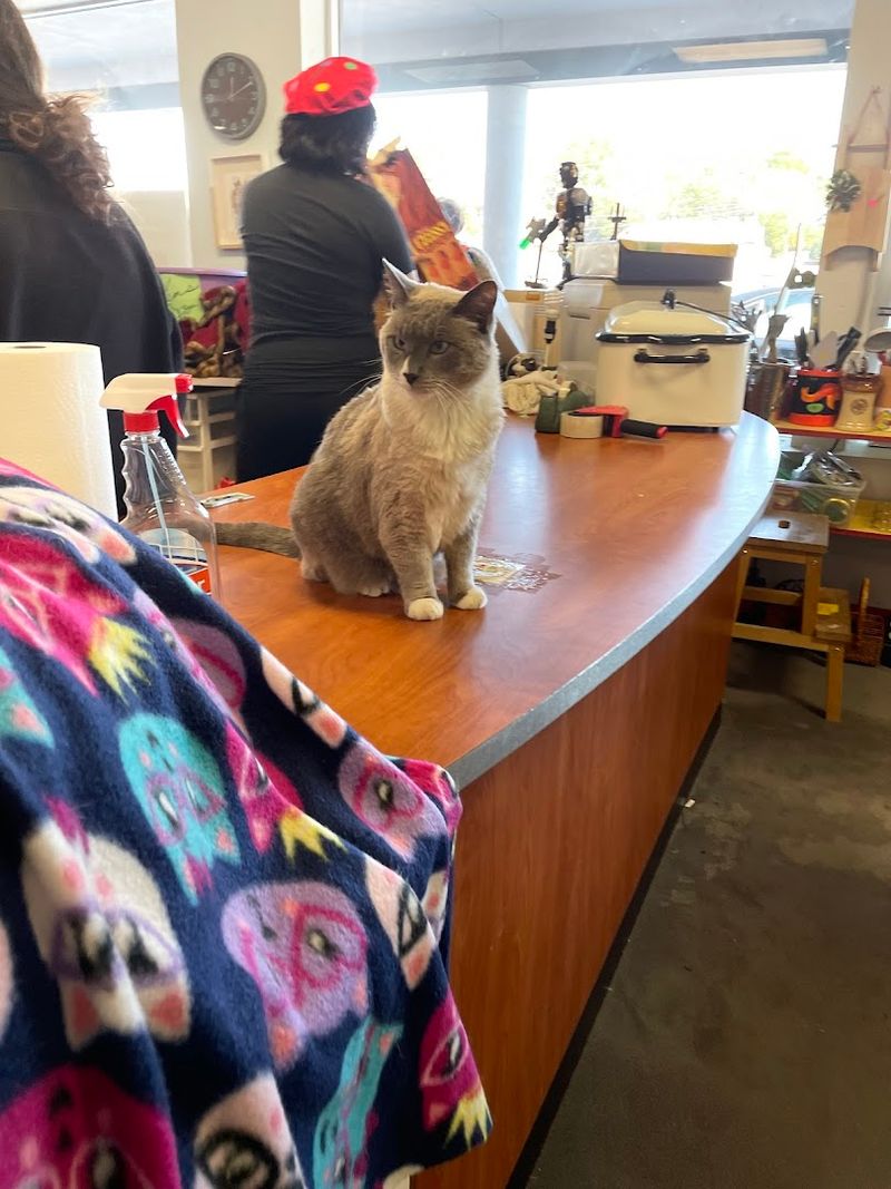 Furkids Thrift Store - Peachtree Corners, Georgia