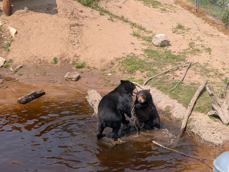 Rescued Bears With Room to Roam and Thrive