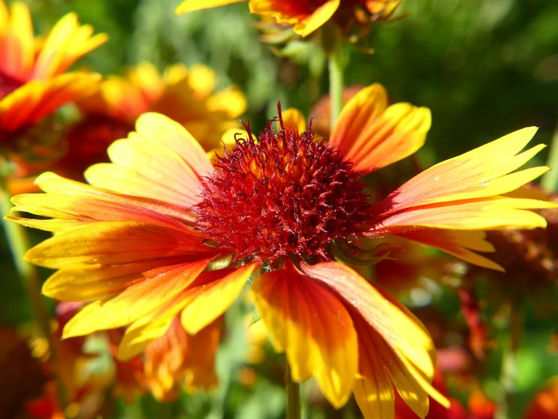 Blanketflower (Gaillardia pulchella)