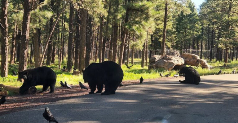 An Arizona drive-thru safari park that animal lovers will enjoy