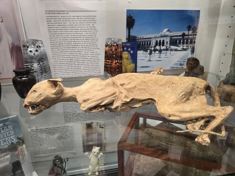 A Rare Mummified Cat That Stops Visitors in Their Tracks