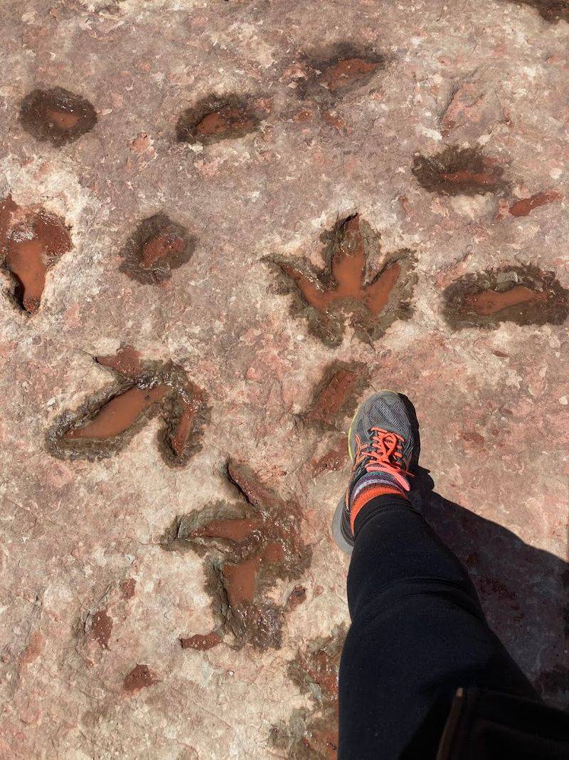 This Arizona trail is like a real-life Jurassic Park with actual dinosaur tracks 3 No Tickets, No Fences, No Barriers