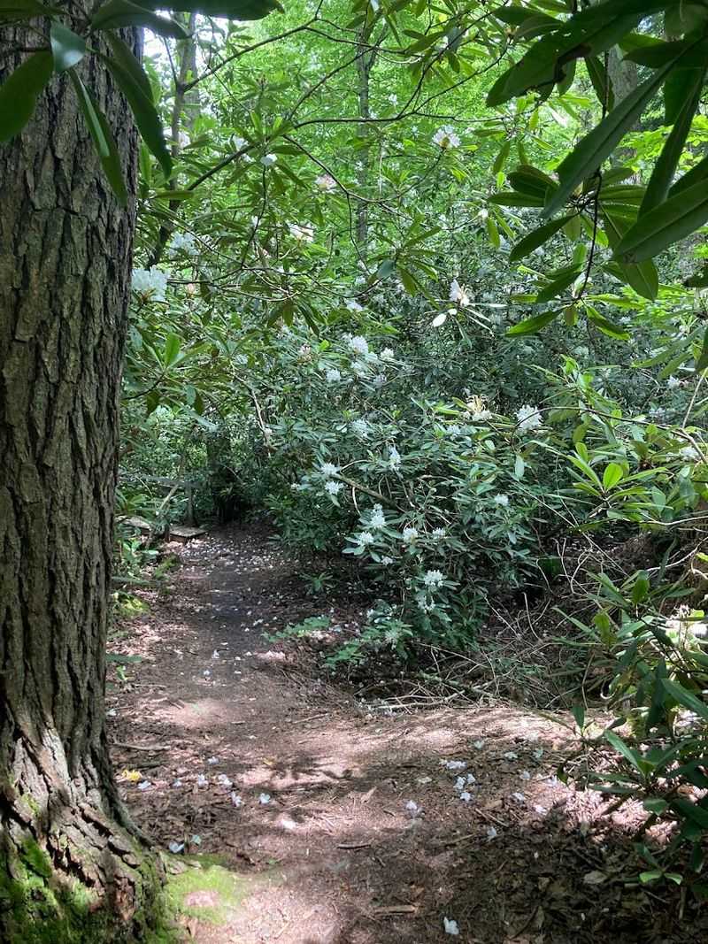 Rhododendron Tunnels Worth Hiking Through