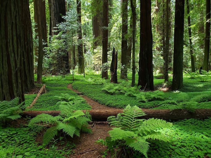 A Velvet Carpet of Sorrel Covering the Forest Floor