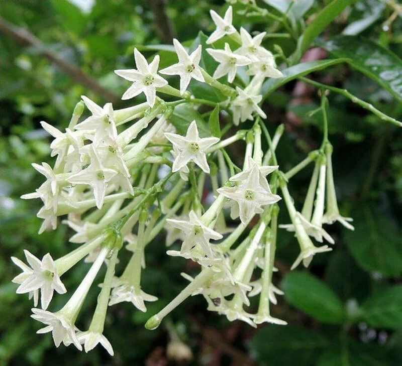 Fragrant Plants That Bring Both Color and Scent to Florida Gardens 14 Night-Blooming Jasmine