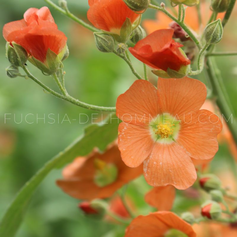 Globe mallow