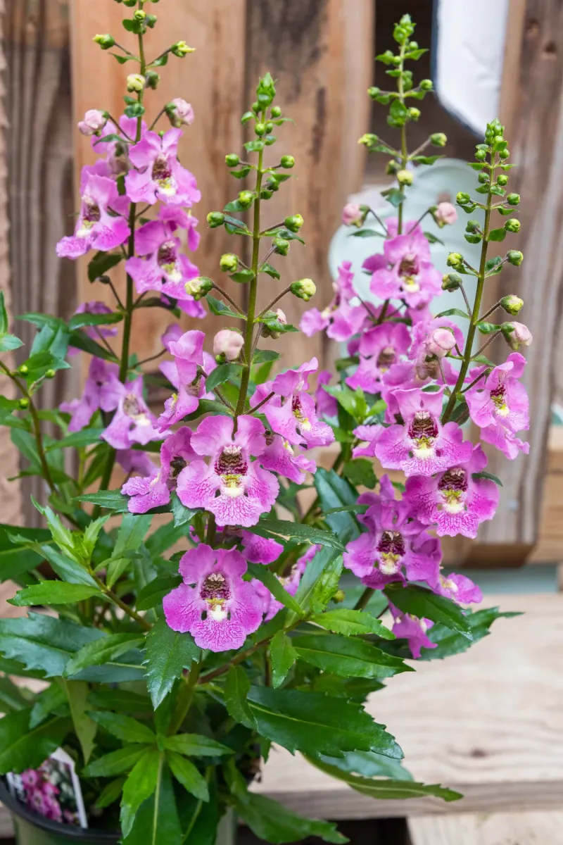 Angelonia