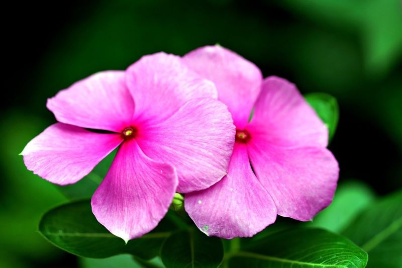 Vinca