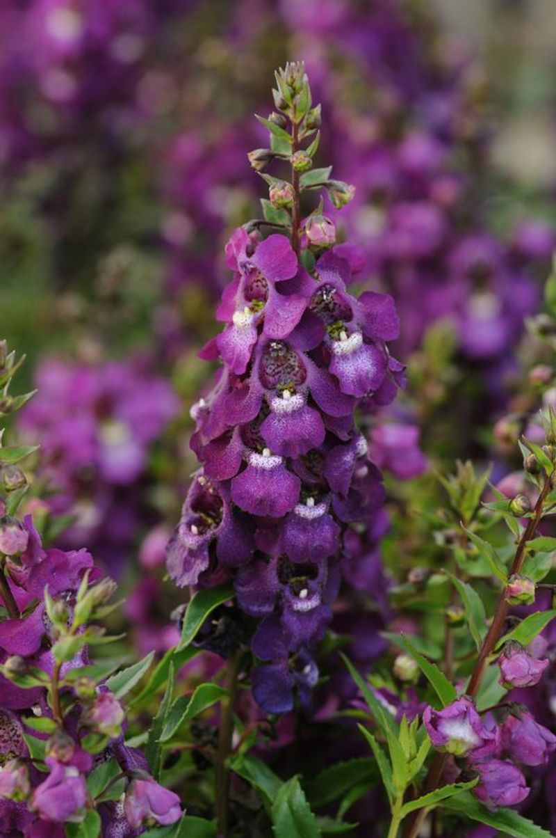 Angelonia