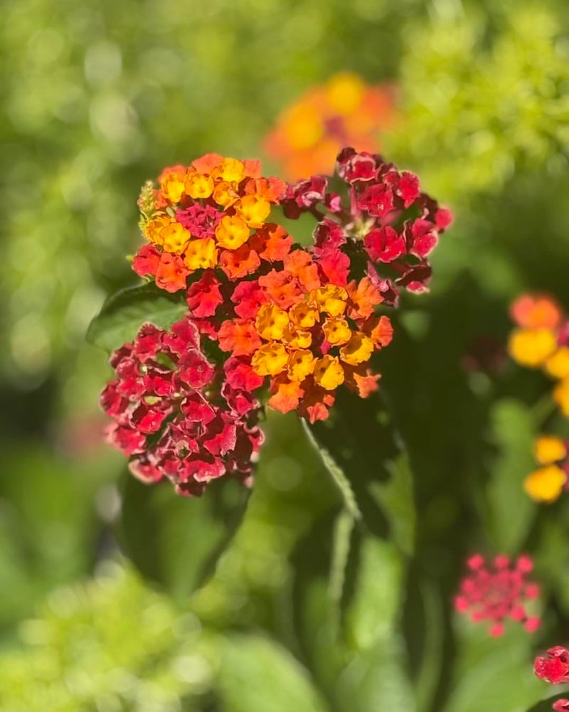 24 low-maintenance flowers that keep blooming through Florida summer 5 Lantana