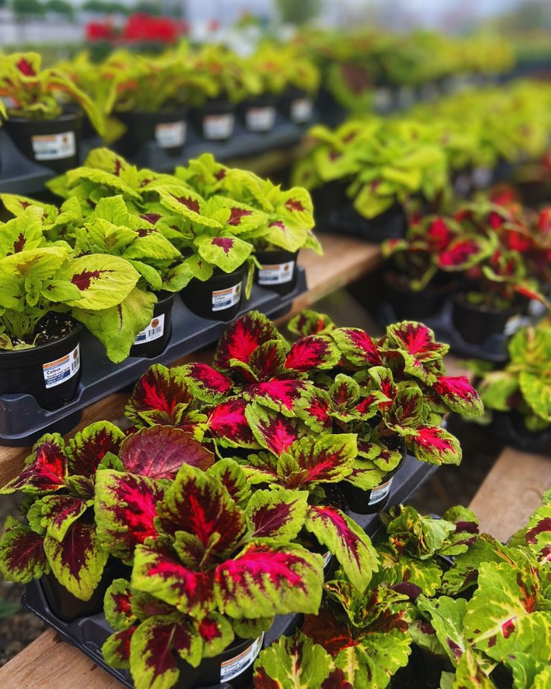 Coleus