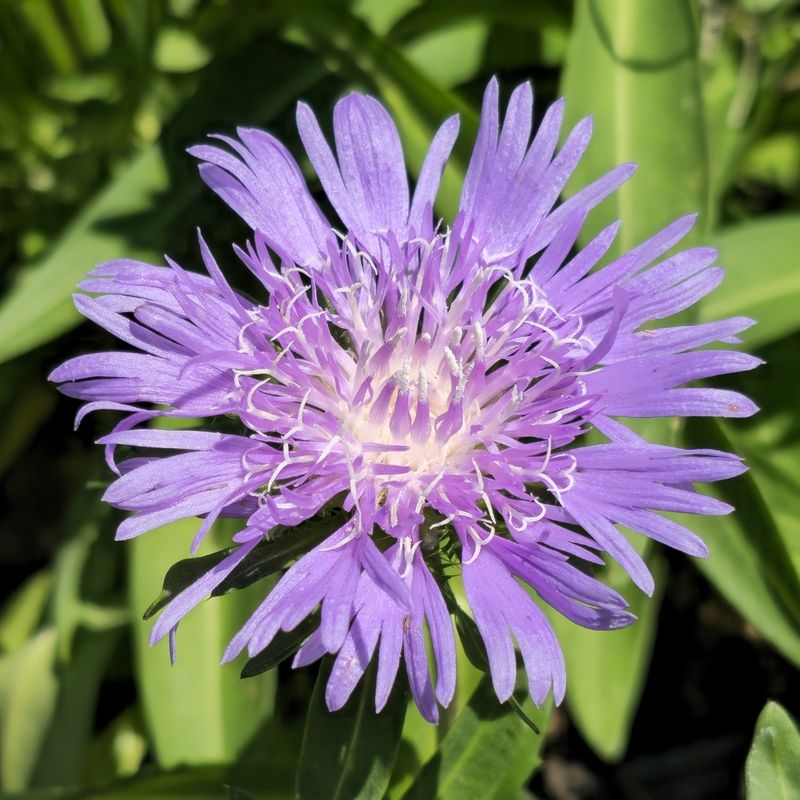 Stokesia (Stokes Aster)
