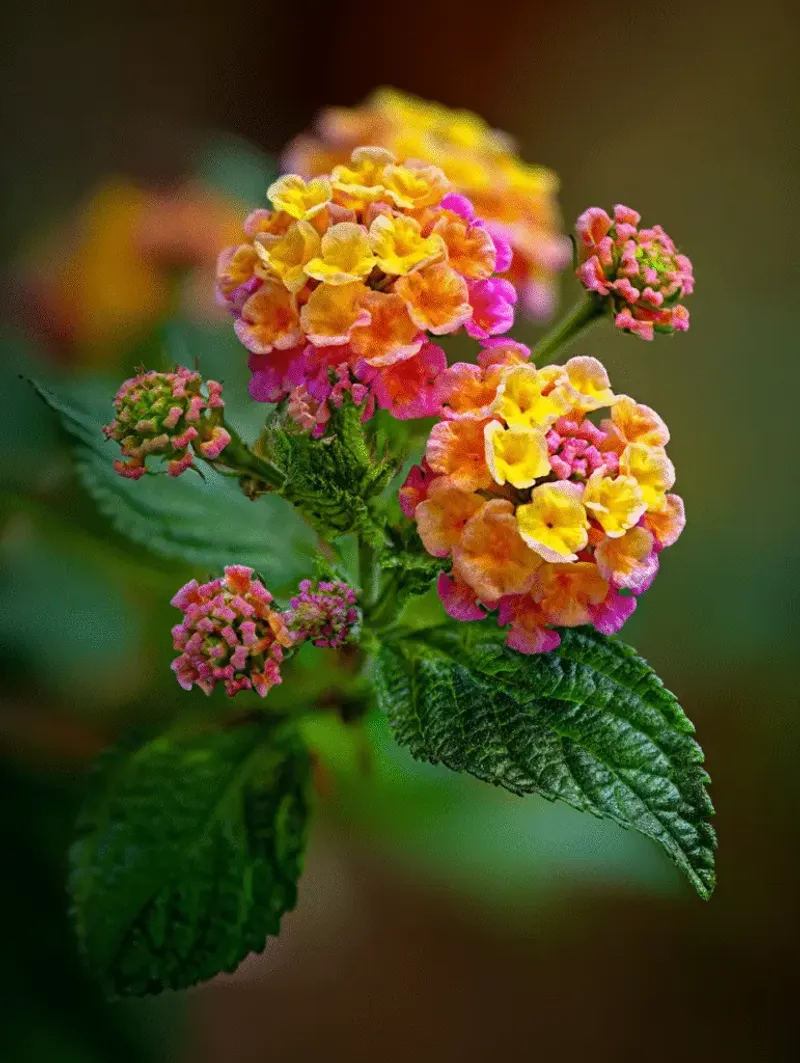 Lantana