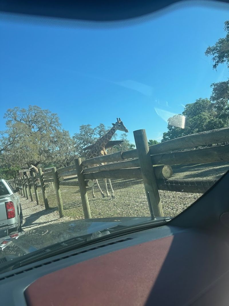 This Small Giraffe Ranch In Florida Is A Unique Way To See African Animals 12 The Private Giraffe Experience Package