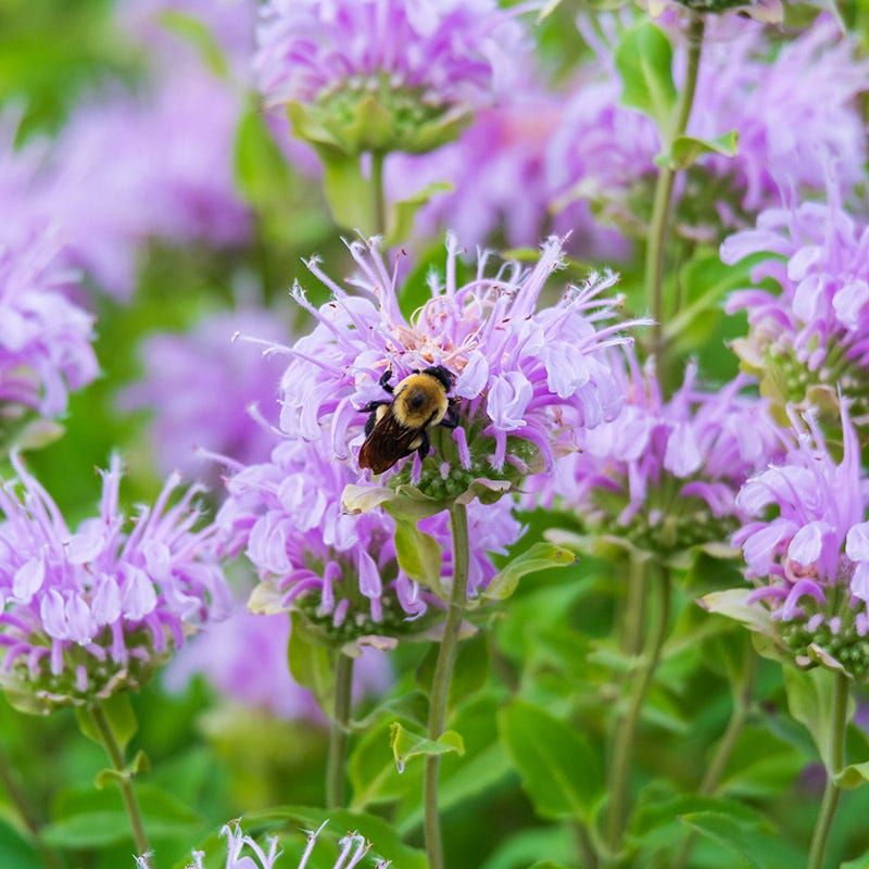 Florida Plants That Bring Butterflies and Bees Into Your Garden Naturally 15 Bee Balm