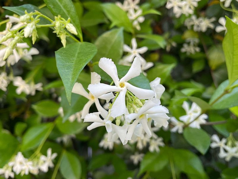 Fragrant Plants That Bring Both Color and Scent to Florida Gardens 7 Star Jasmine