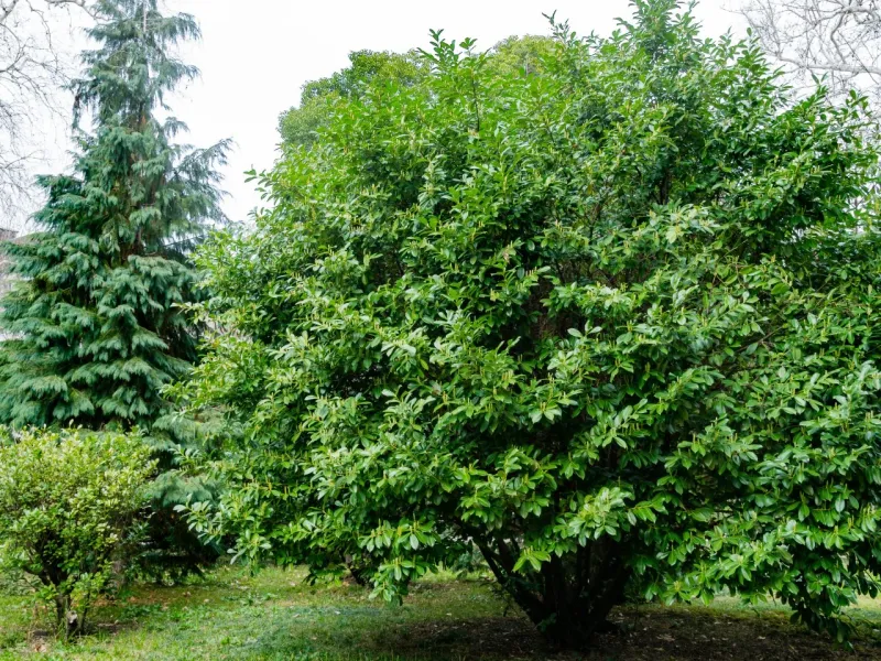 Carolina Cherry Laurel