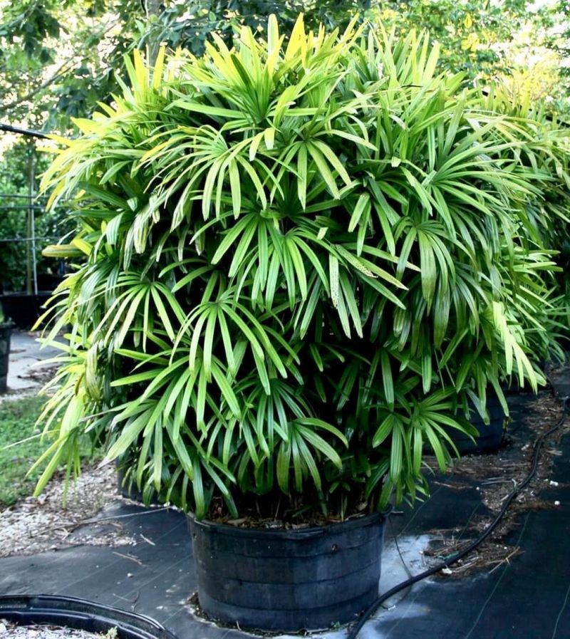 Lady Palm