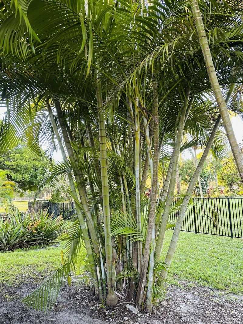 Areca palm