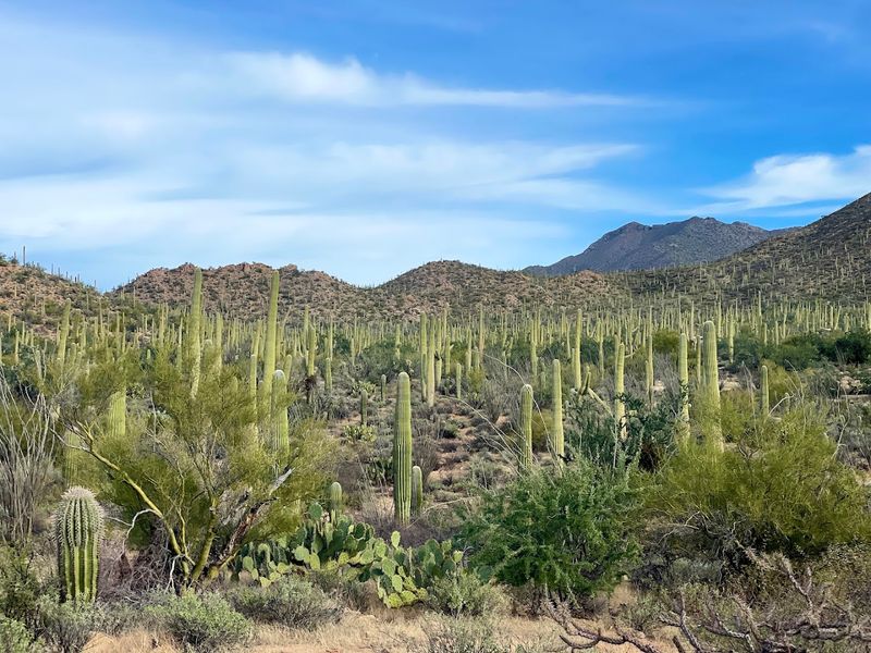 Saguaro National Park - Arizona