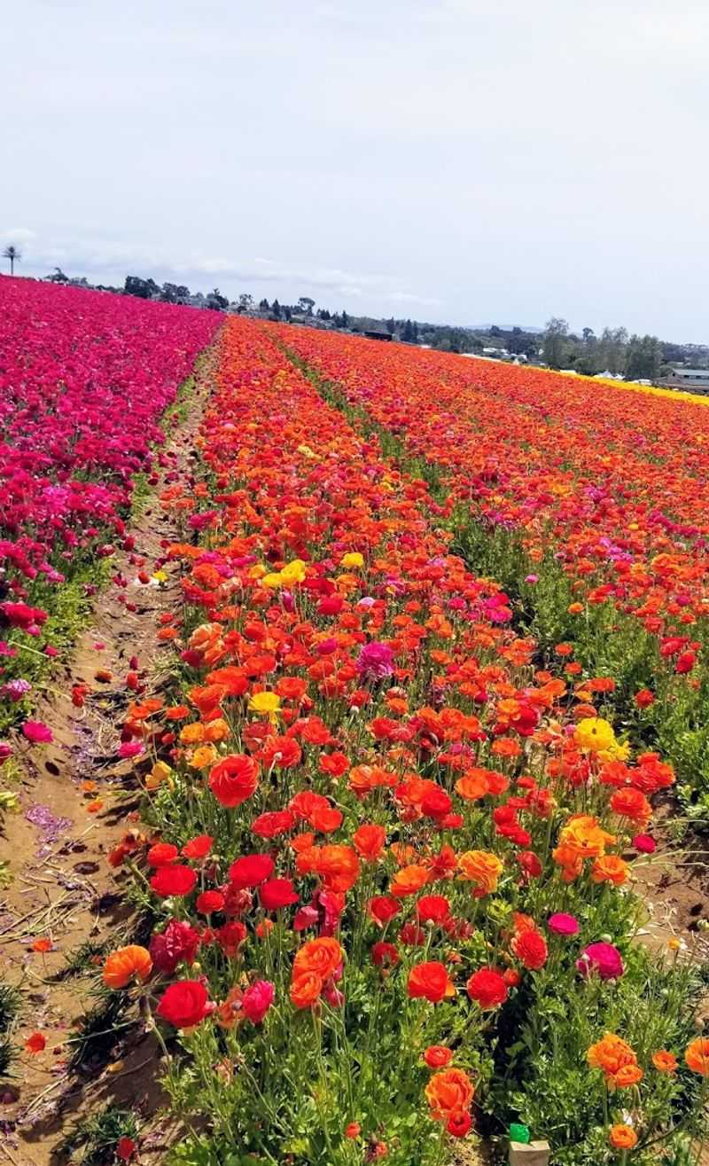 Walking Paths With Coastal Views