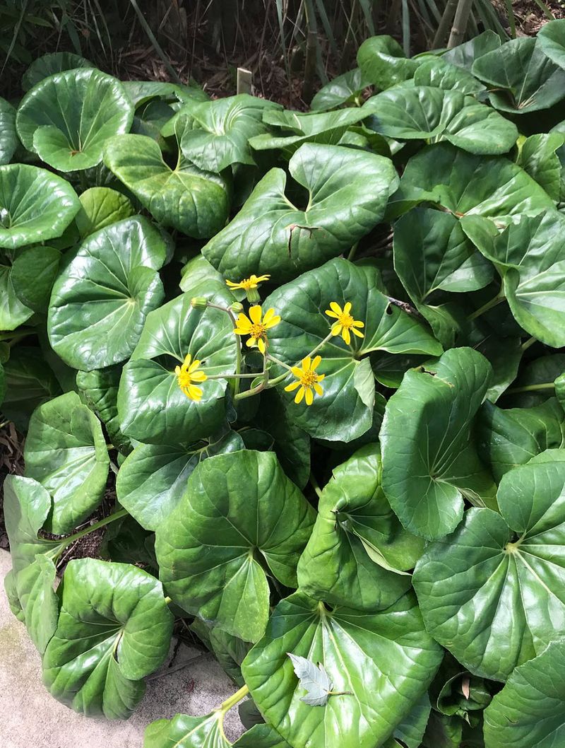 Florida Plants That Do Well in the Shade Without Much Attention 14 Farfugium