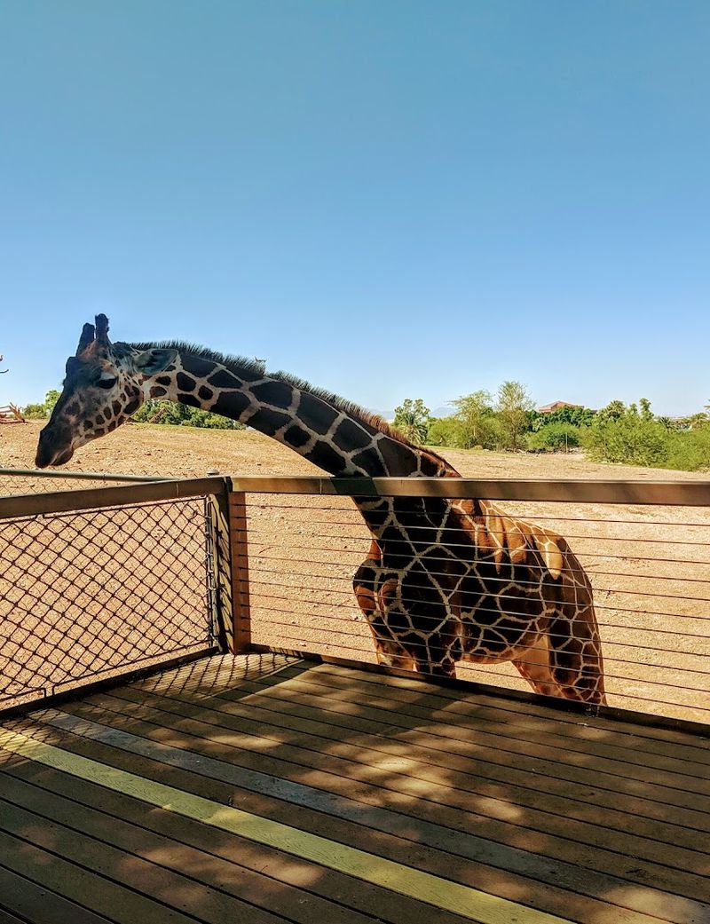 Giraffe Feeding Experience