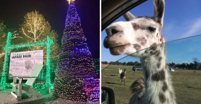 At this Tennessee wildlife attraction, visitors can feed animals up close and leave with stories they do not forget