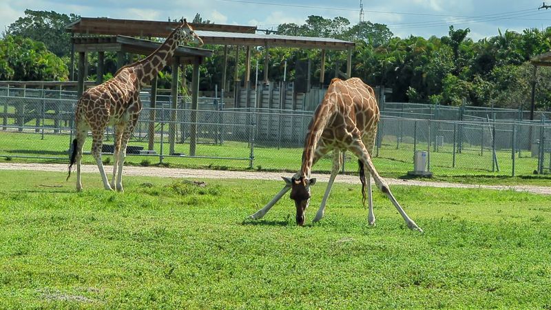 Lanterns and Lights Safari Nights Special Event