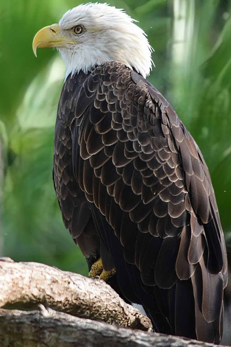 Zip-Lining Adventure at Treetop Trek