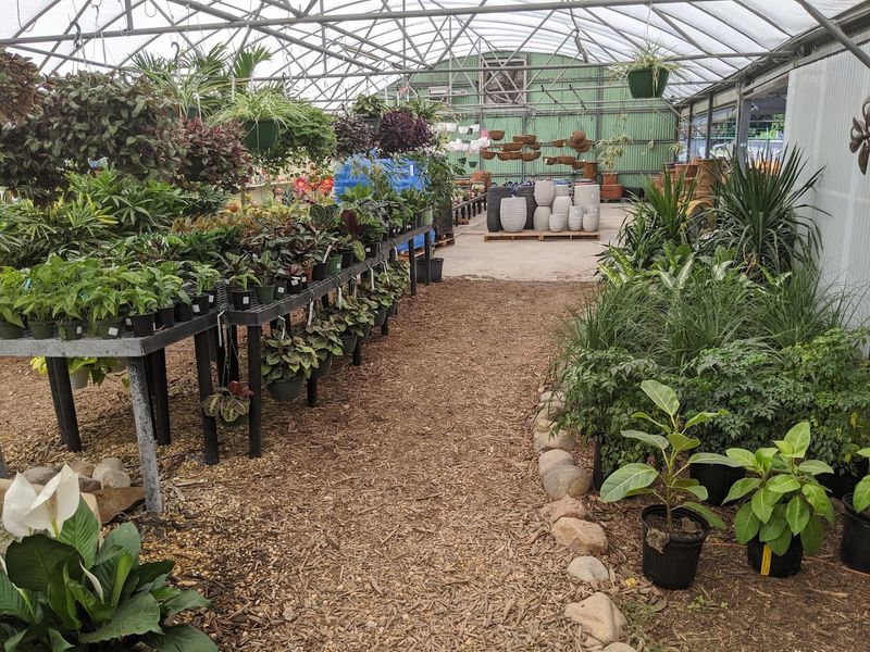 Viburnum (Viburnum odoratissimum)