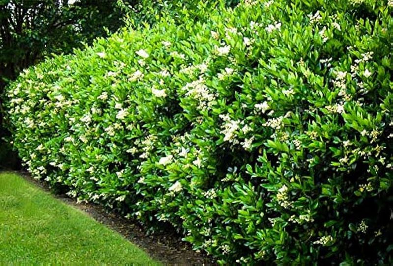 Ligustrum japonicum