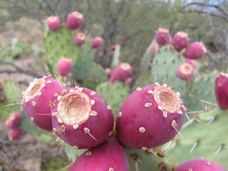 Prickly Pear Cactus