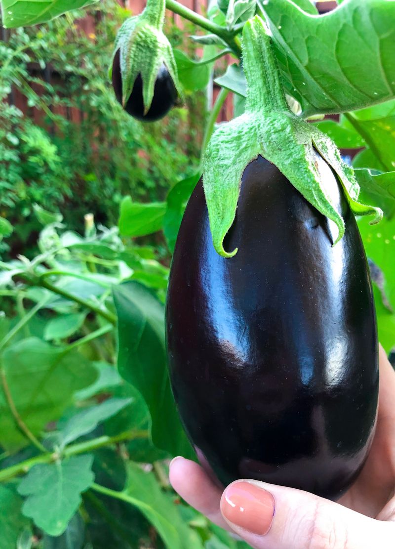 Eggplant