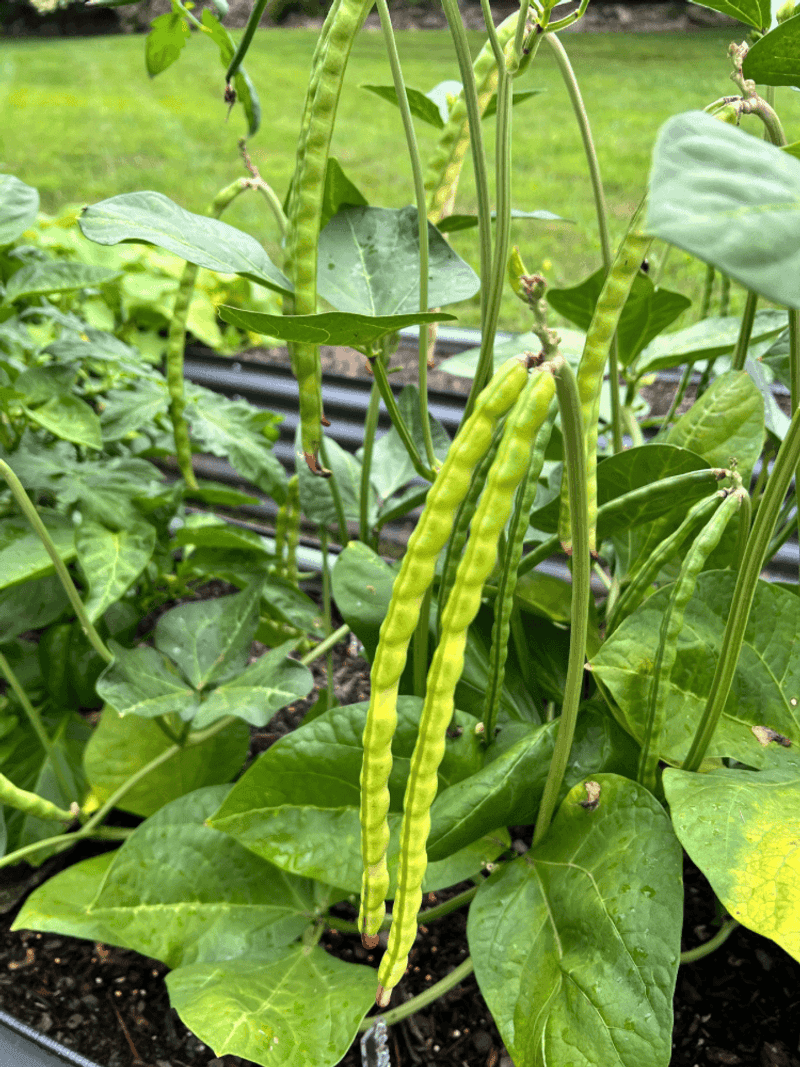 Southern Peas (Black-Eyed Peas)