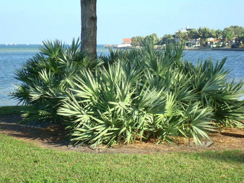 Plants That Thrive in Florida’s Coastal Soil and Salty Air 6 Saw Palmetto