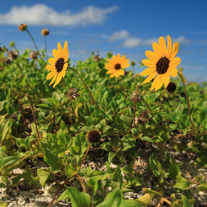 Beach Sunflower
