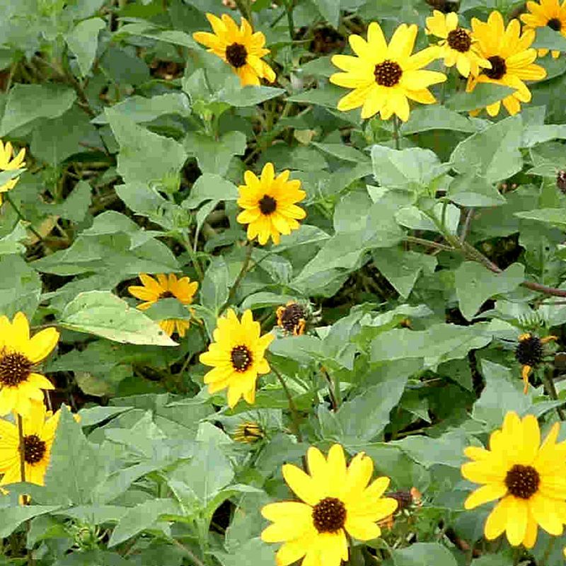 Beach sunflower