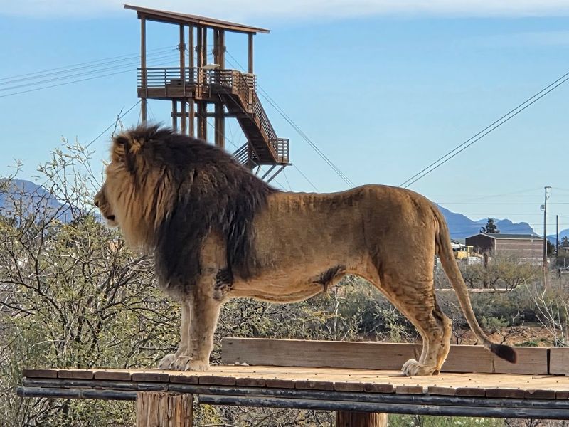 Out of Africa Wildlife Park - Camp Verde, Arizona