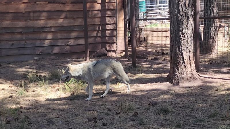 Wolves, Bison, and Mountain Goats