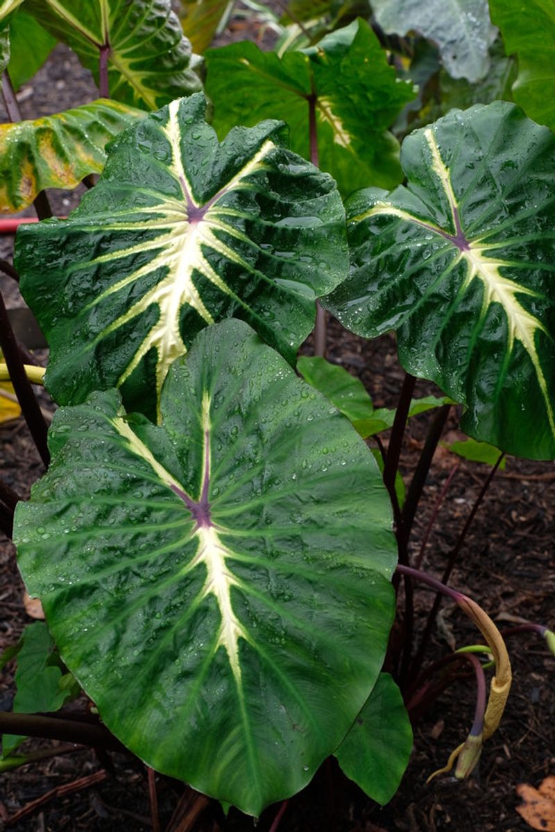 Elephant Ear (Alocasia and Colocasia species)