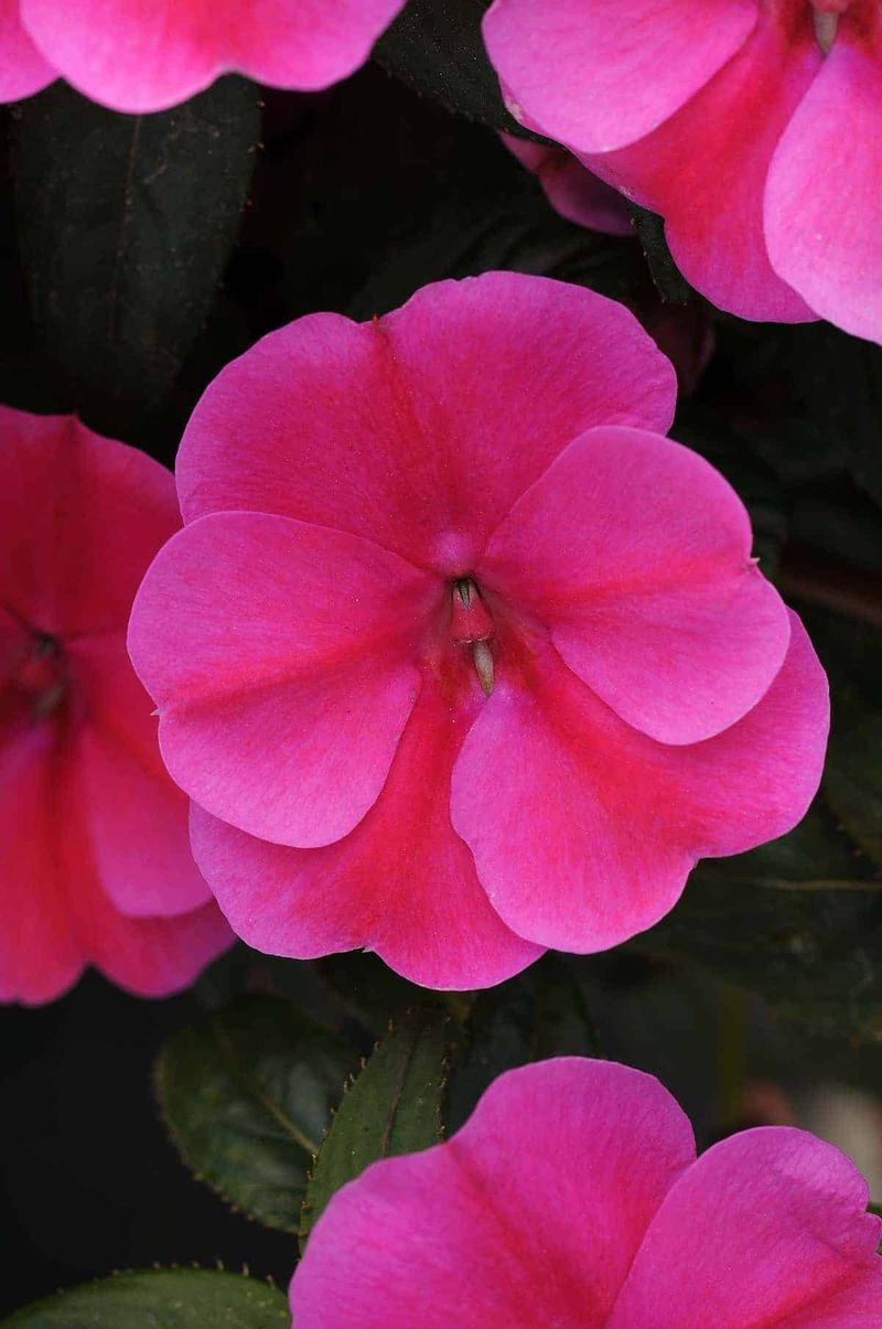 Florida Plants That Do Well in the Shade Without Much Attention 16 Impatiens