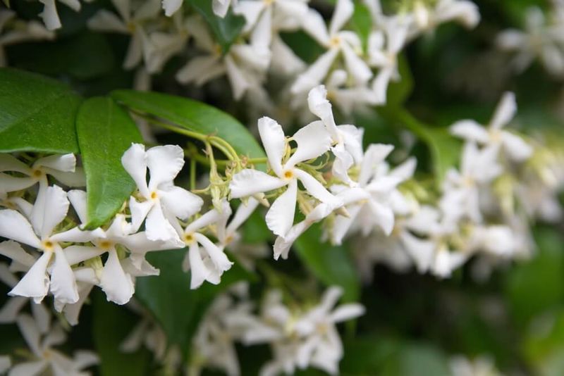 Confederate Jasmine