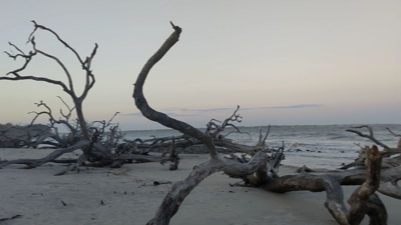 The Geological Story Behind the Driftwood