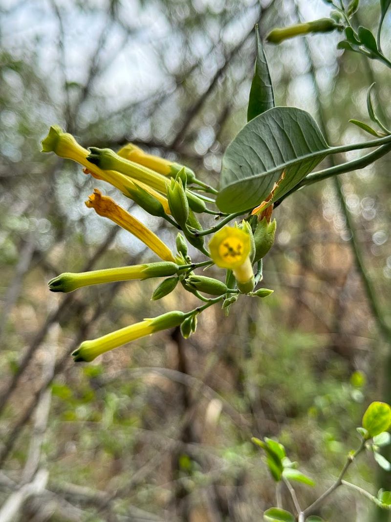 Wildlife and Plant Life Along the Path