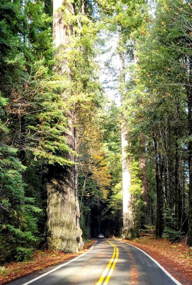 This 31-mile California drive feels like stepping into another world 14 Tips for Getting the Most Out of Your Drive